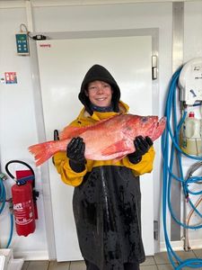 Bluespotted seabass
