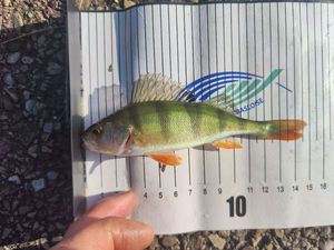 European Perch