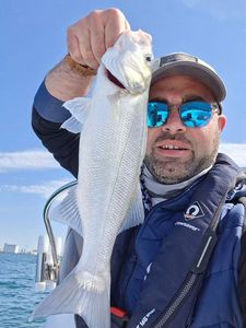 European Bass (Seabass)