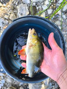 European Perch