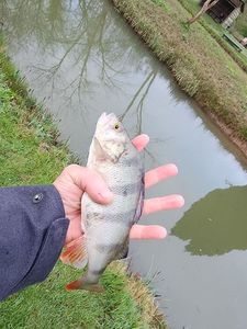 European Perch