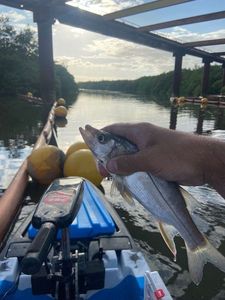 Common Snook