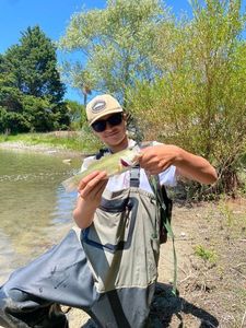 Largemouth Bass