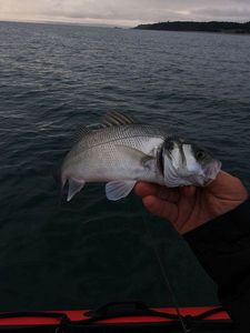 European Bass (Seabass)