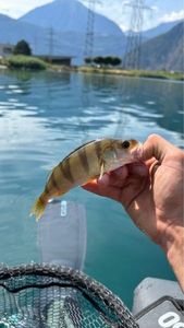 European Perch