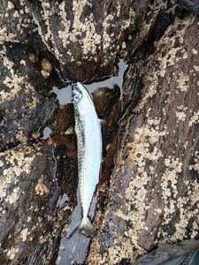 Mackerel