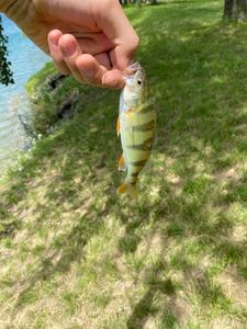 European Perch