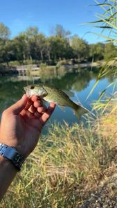 Smallmouth Bass