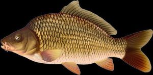 Common Carp