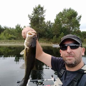 Largemouth Bass