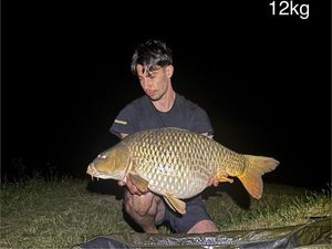 Common Carp