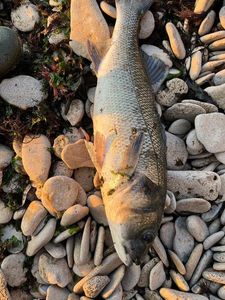 European Bass (Seabass)