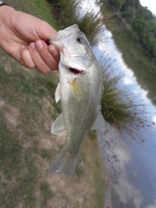 Largemouth Bass