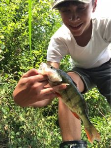 European Perch