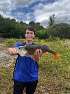 European Perch