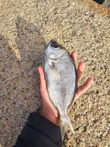 Black Seabream