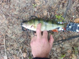 European Perch