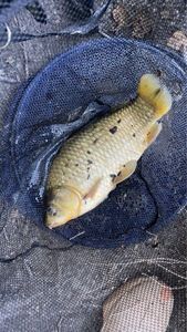 Crucian Carp