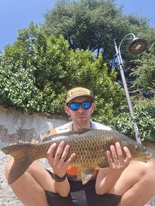 Common Carp