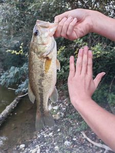 Largemouth Bass