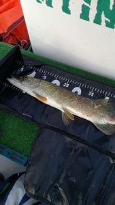 Northern Pike