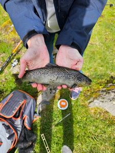 Brown Trout