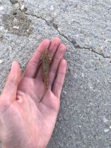Giant Goby