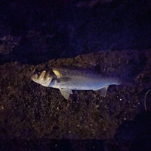 European Bass (Seabass)