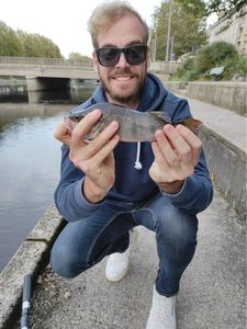 European Perch