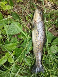 Brown Trout