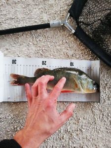 European Perch