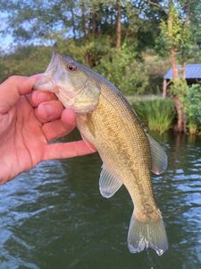 Largemouth Bass