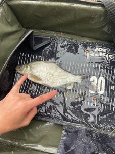 Common Bream