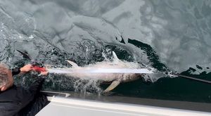 Bluefin Tuna