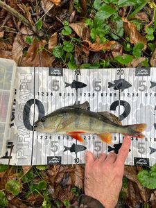 European Perch