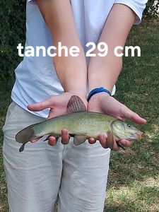 Tench