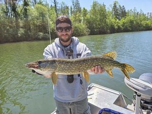 Northern Pike