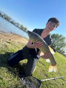 Grass Carp