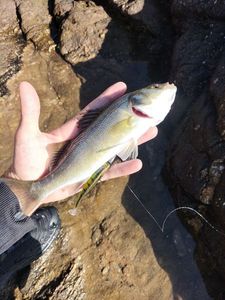 European Bass (Seabass)