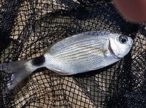 Saddled Seabream