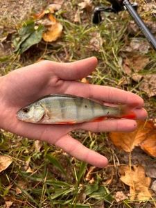 European Perch
