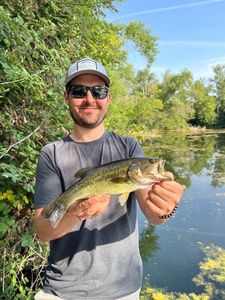 Largemouth Bass