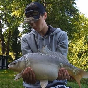 Mirror Carp