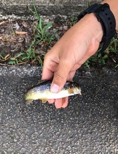 Brown Trout