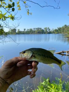 Smallmouth Bass