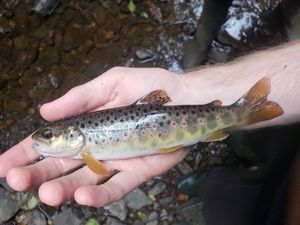 Brown Trout
