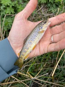 Brown Trout