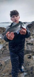 European Bass (Seabass)