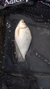 Crucian Carp