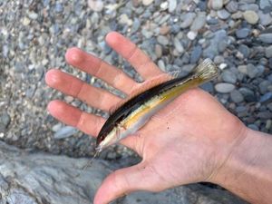 Mediterranean Rainbow Wrasse